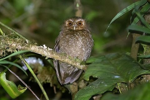 Long-whiskered owlet (Xenoglaux loweryi) Owlet lodge, Amazonas, Peru. Jan 20, 2021 Geotagged,Long-whiskered owlet,Peru,Summer,Xenoglaux loweryi
