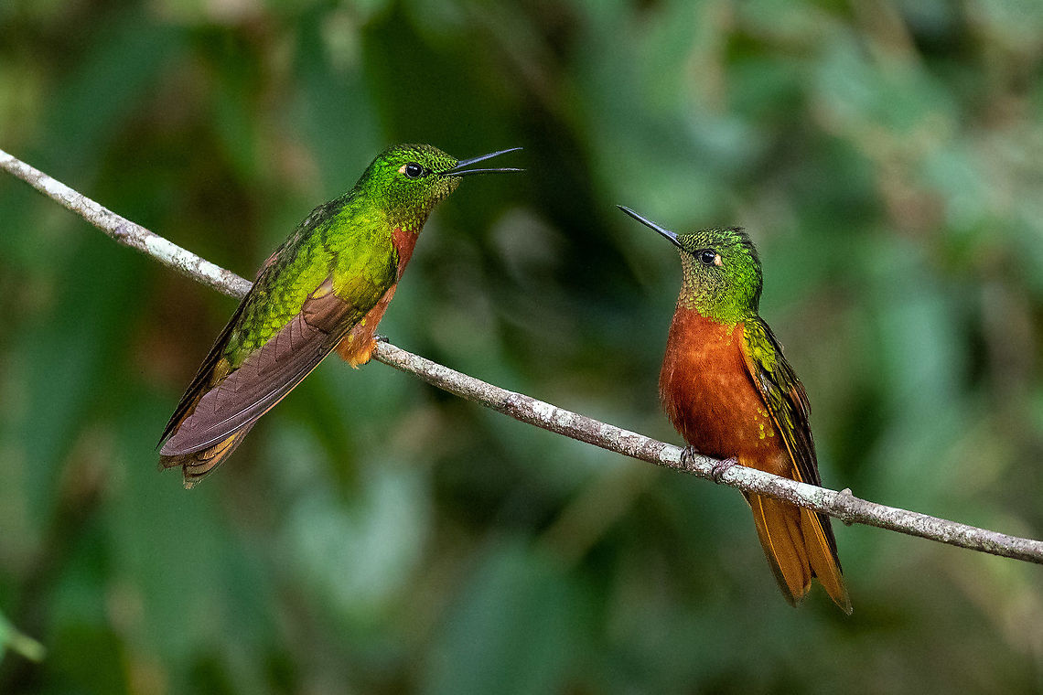 Chestnut-breasted coronets (Boissonneaua matthewsii) Huembo lodge, Amazonas, Peru. Jan 21, 2021 Boissonneaua matthewsii,Chestnut-breasted coronet,Geotagged,Peru,Summer