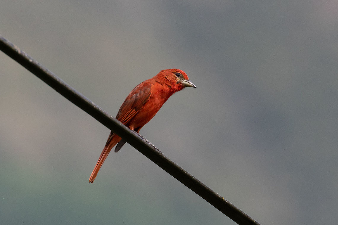 Hepatic tanager (Piranga flava) Pedro Ruiz Gallo, Amazonas, Peru. Jan 24, 2021 Geotagged,Hepatic tanager,Peru,Piranga flava,Summer