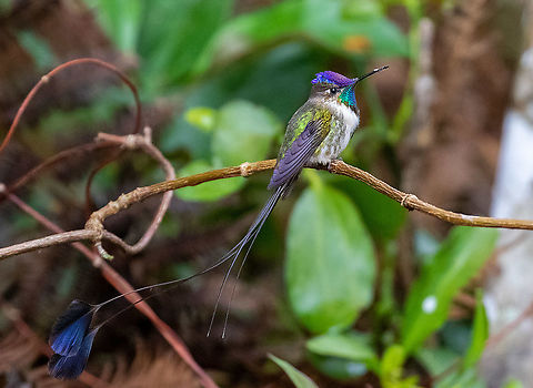 Marvelous spatuletail (Loddigesia mirabilis) Huembo Lodge, Amazonas, Peru. Jan 22, 2021 Geotagged,Loddigesia mirabilis,Marvelous spatuletail,Peru,Summer,loddigesia