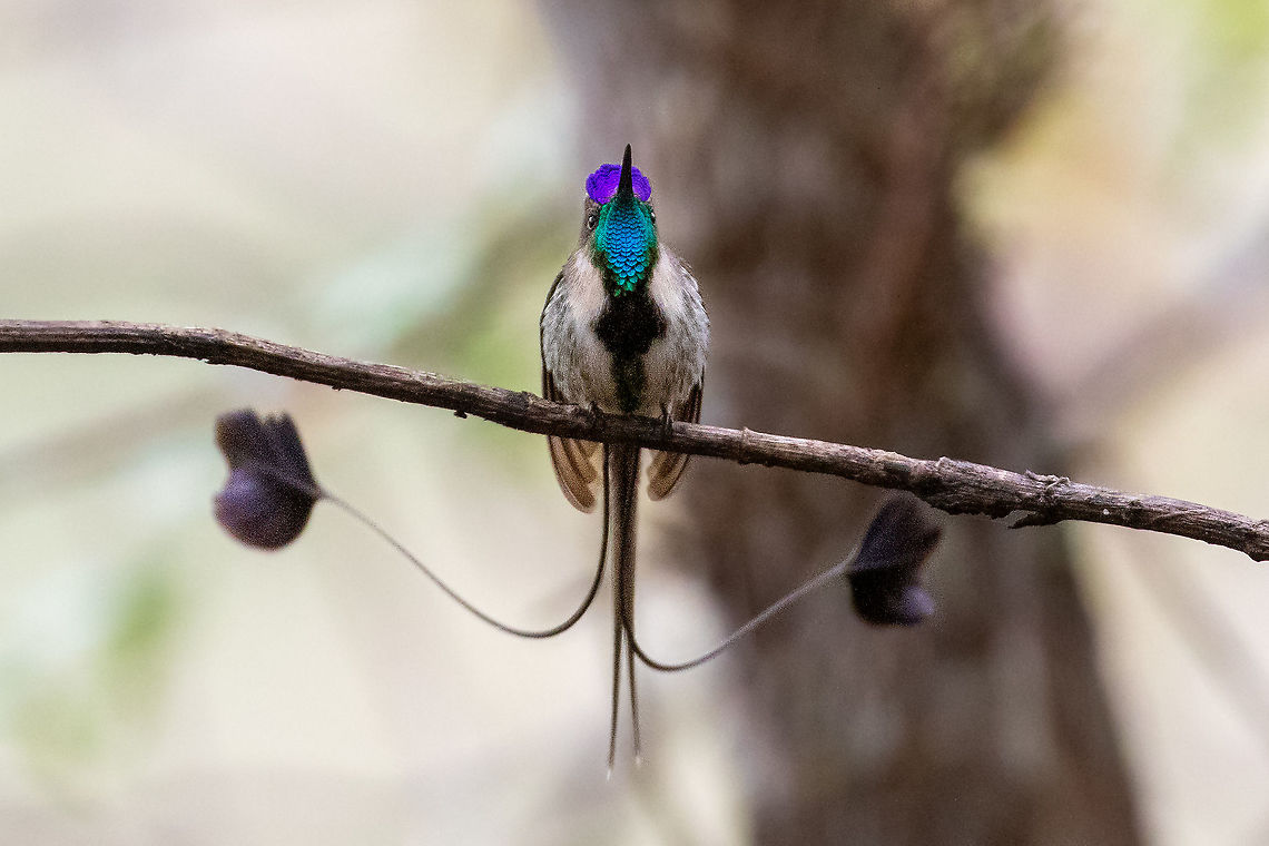 Marvelous spatuletail (Loddigesia mirabilis) 2 Huembo Lodge, Amazonas, Peru. Jan 22, 2021 Geotagged,Loddigesia mirabilis,Marvelous spatuletail,Peru,Summer,loddigesia
