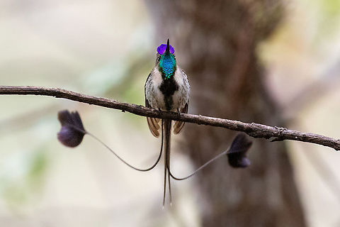 Marvelous spatuletail (Loddigesia mirabilis) 2 Huembo Lodge, Amazonas, Peru. Jan 22, 2021 Geotagged,Loddigesia mirabilis,Marvelous spatuletail,Peru,Summer,loddigesia