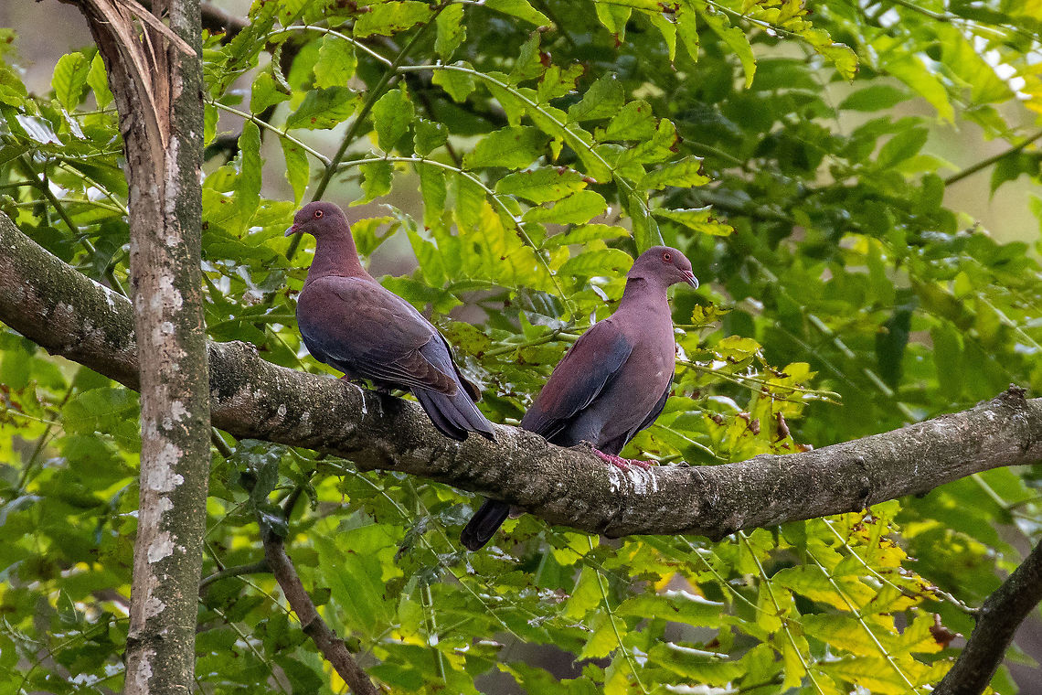 Peruvian Pigeon (Patagioenas oenops) Pedro Ruiz Gallo, Amazonas, Peru. Jan 24, 2021 Geotagged,Maranon pigeon,Patagioenas oenops,Peru,Summer