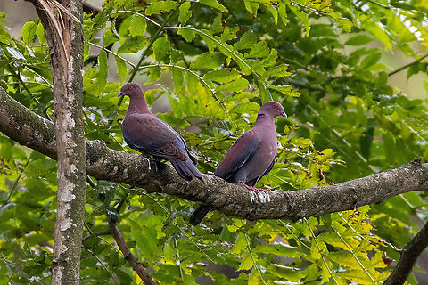 Peruvian Pigeon (Patagioenas oenops) Pedro Ruiz Gallo, Amazonas, Peru. Jan 24, 2021 Geotagged,Maranon pigeon,Patagioenas oenops,Peru,Summer
