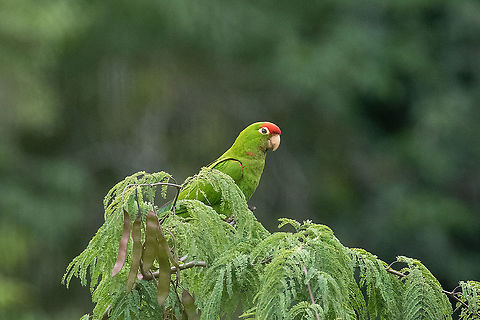 Cordilleran parakeet (Psittacara frontatus) Carretera a Bagua, Amazonas, Peru. Jan 24, 2021 Cordilleran parakeet,Geotagged,Peru,Psittacara frontatus,Summer