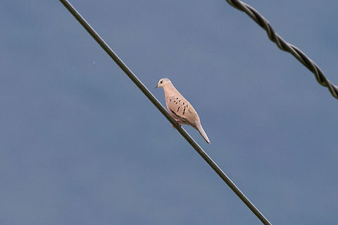 Ecuadorian ground dove (Columbina buckleyi) Carretera a Bagua, Amazonas, Peru. Jan 24, 2021 Columbina buckleyi,Ecuadorian ground dove,Geotagged,Peru,Summer