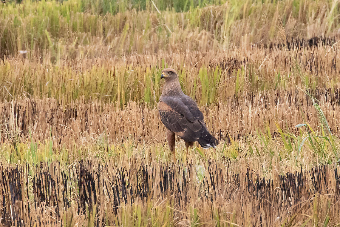 Savanna Hawk (Buteogallus meridionalis) Carretera a Bagua, Amazonas, Peru. Jan 24, 2021 Buteogallus meridionalis,Geotagged,Peru,Savanna Hawk,Summer