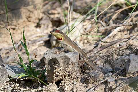 Stolzmann's Pacific iguana