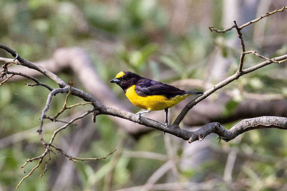 Purple-throated euphonia (Euphonia chlorotica) Corral Quemado, Amazonas, Peru. Jan 24, 2021 Euphonia chlorotica,Geotagged,Peru,Purple-throated euphonia,Summer