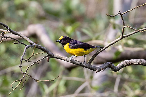 Purple-throated euphonia (Euphonia chlorotica) Corral Quemado, Amazonas, Peru. Jan 24, 2021 Euphonia chlorotica,Geotagged,Peru,Purple-throated euphonia,Summer