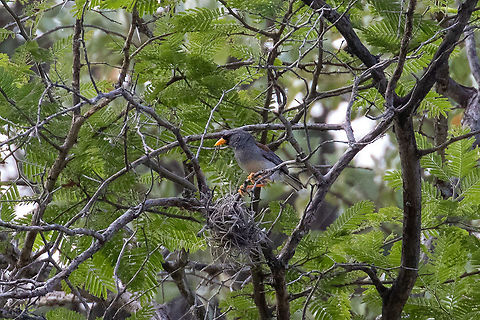 Little Inca finch (Incaspiza watkinsi) Corral Quemado, Amazonas, Peru. Jan 24, 2021 Geotagged,Incaspiza watkinsi,Little Inca finch,Peru,Summer
