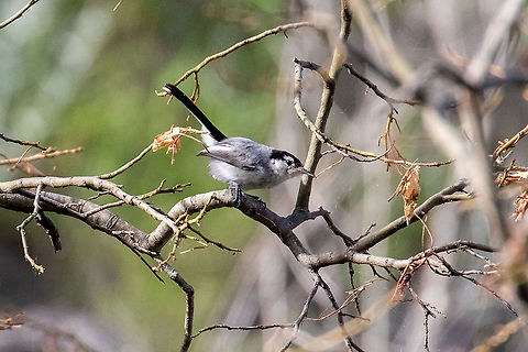 Tropical gnatcatcher (Polioptila plumbea) Corral Quemado, Amazonas, Peru. Jan 24, 2021 Geotagged,Peru,Polioptila plumbea,Summer,Tropical gnatcatcher