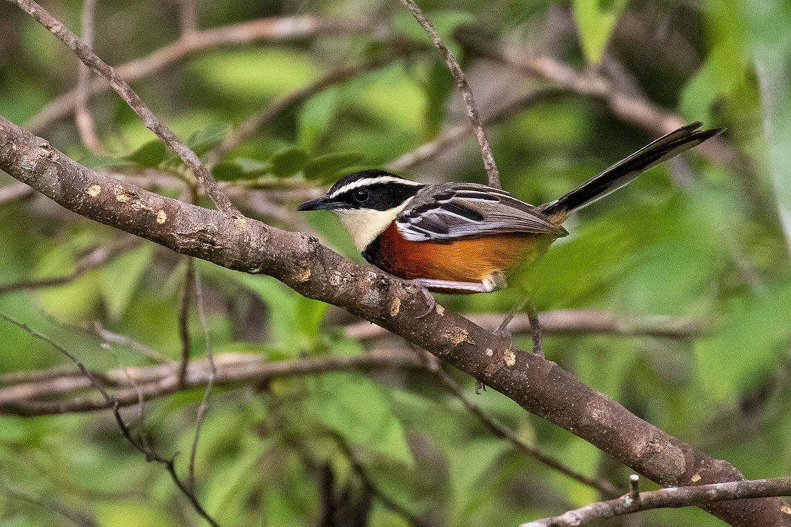 Mara&ntilde;&oacute;n crescentchest (Melanopareia maranonica) Bosque de Yanahuanca, Cajamarca, Peru. Jan 25, 2021 Geotagged,Mara&ntilde;&oacute;n crescentchest,Melanopareia maranonica,Peru,Summer