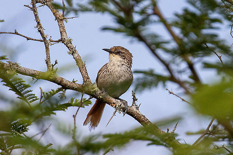 Chinchipe spinetail