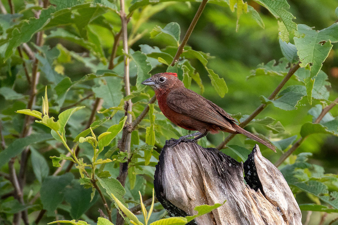 Red pileated finch (Coryphospingus cucullatus) Bosque de Yanahuanca, Cajamarca, Peru. Jan 25, 2021 Coryphospingus cucullatus,Geotagged,Peru,Red pileated finch,Summer