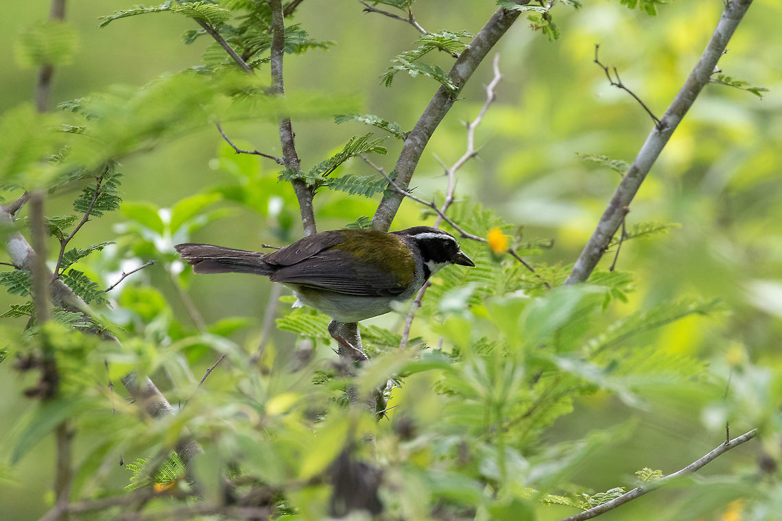 Marañón sparrow (Arremon abeillei nigriceps) Bosque de Yanahuanca, Cajamarca, Peru. Jan 25, 2021 Arremon abeillei,Black-capped sparrow,Geotagged,Peru,Summer