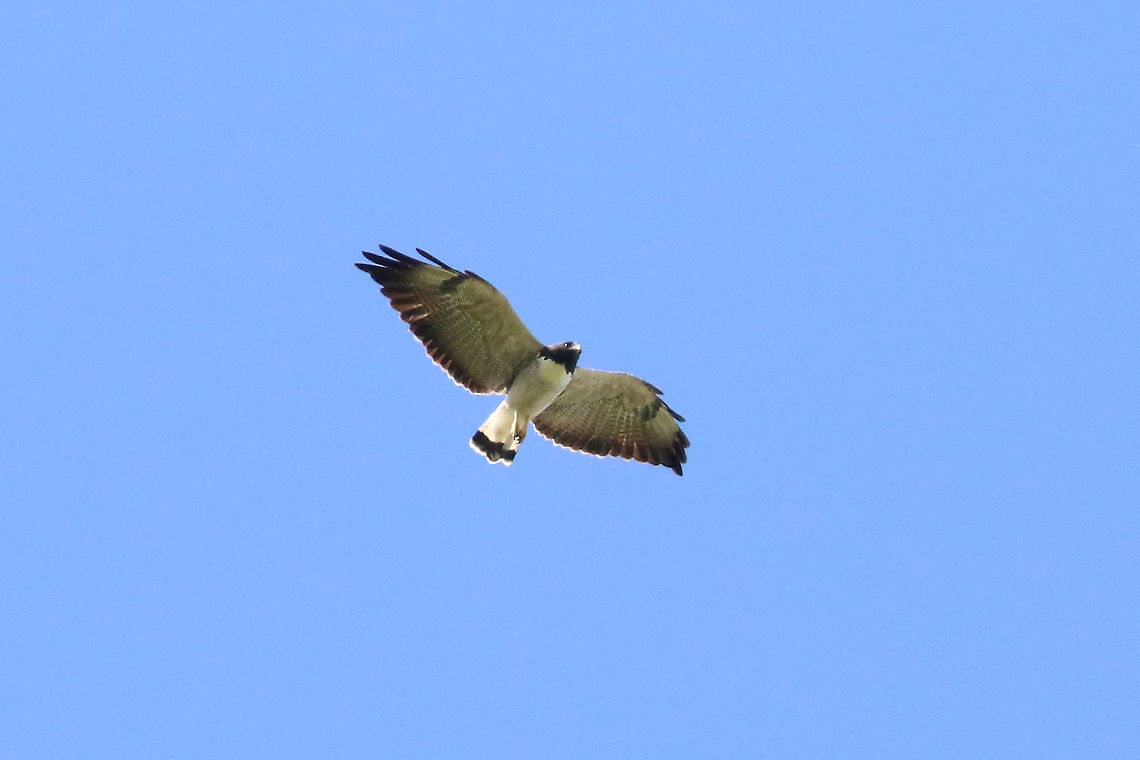 White-tailed hawk (Geranoaetus albicaudatus) Bosque de Yanahuanca, Cajamarca, Peru. Jan 25, 2021 Geotagged,Geranoaetus albicaudatus,Peru,Summer,White-tailed hawk