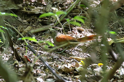 Mara&ntilde;&oacute;n spinetail (Synallaxis maranonica) Bosque de Yanahuanca, Cajamarca, Peru. Jan 25, 2021 Geotagged,Mara&ntilde;&oacute;n spinetail,Peru,Summer,Synallaxis maranonica
