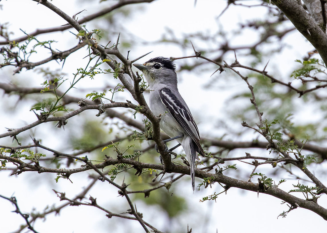 Cryptic Becard (Pachyramphus salvini) Bosque de Yanahuanca, Cajamarca, Peru. Jan 25, 2021 Black-and-white becard,Cryptic becard,Geotagged,Pachyramphus albogriseus,Pachyramphus salvini,Peru,Summer