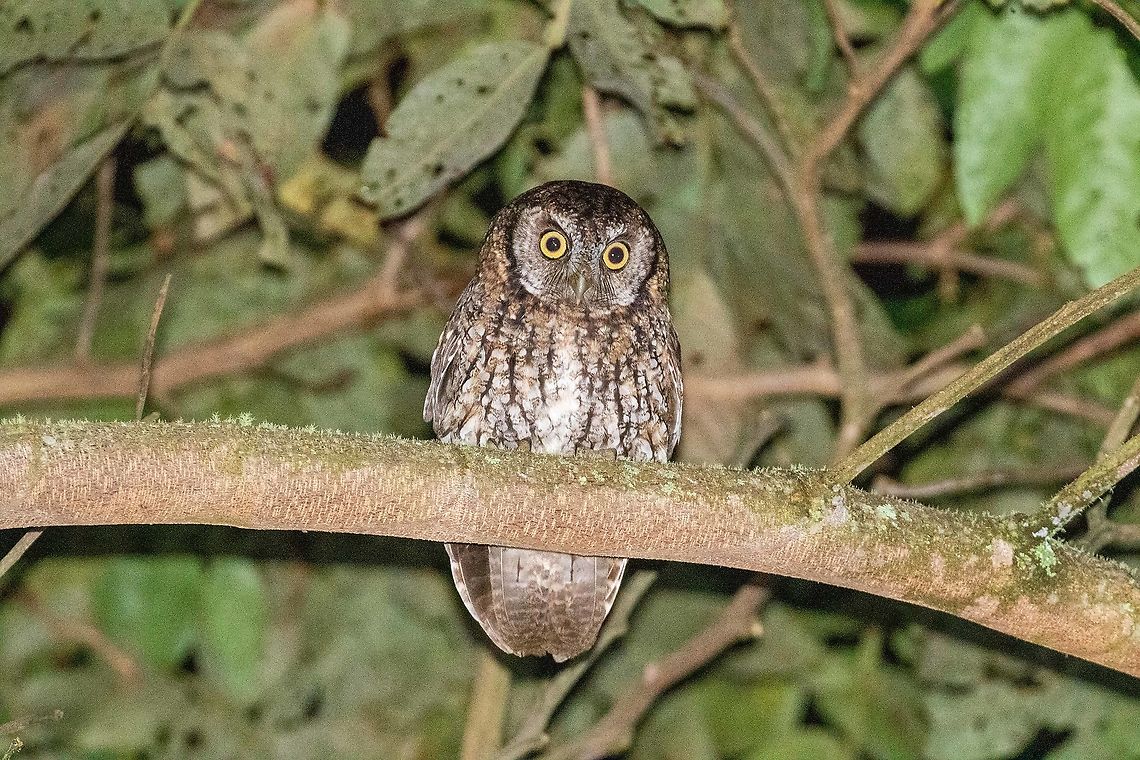 Koepcke's screech owl (Megascops koepckeae) Amazilia Bio Reserva, Amazonas, Peru. Jan 26, 2021 Geotagged,Koepcke's screech owl,Megascops koepckeae,Peru,Summer