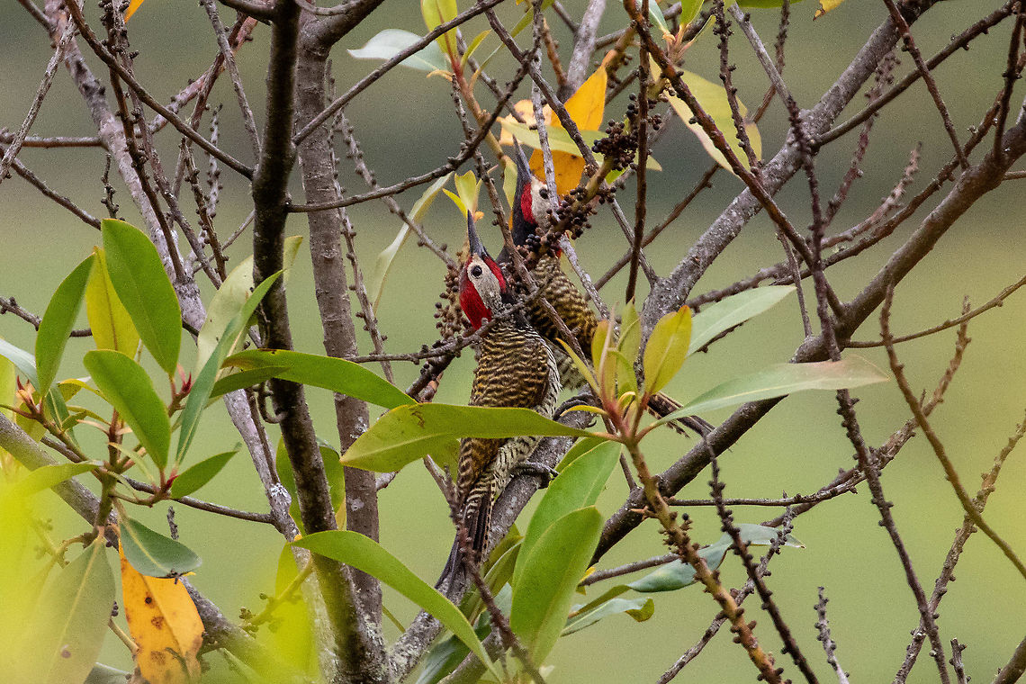 Black-necked woodpecker (Colaptes atricollis) Ciudadela de Ku&eacute;lap, Amazonas, Peru. Jan 26, 2021 Black-necked woodpecker,Colaptes atricollis,Geotagged,Peru,Summer