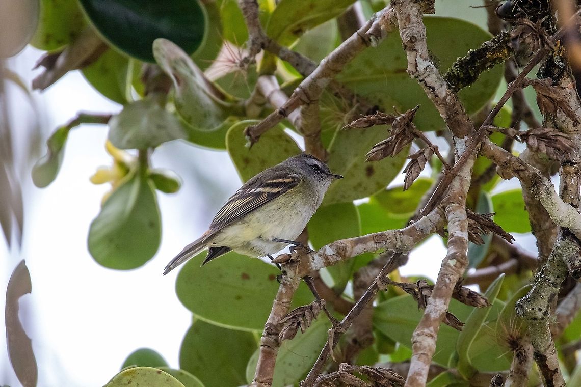 Tawny-rumped tyrannulet (Tawny-rumped tyrannulet) Ciudadela de Ku&eacute;lap, Amazonas, Peru. Jan 26, 2021 Geotagged,Peru,Phyllomyias uropygialis,Summer,Tawny-rumped tyrannulet