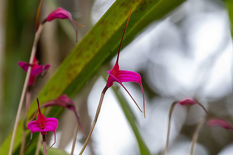 Masdevallia amabilis (Orchidaceae) Ciudadela de Ku&eacute;lap, Amazonas, Peru. Jan 26, 2021 Geotagged,Masdevallia amabilis,Peru,Summer