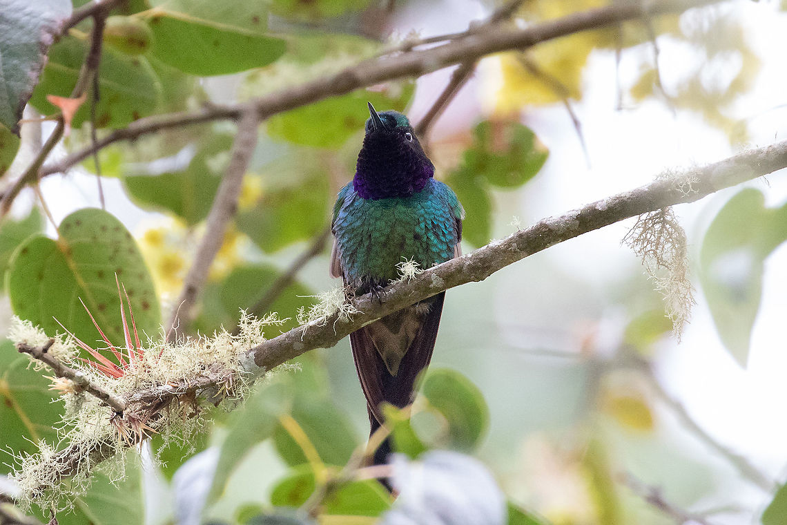 Purple-throated sunangel (Heliangelus viola) Ciudadela de Ku&eacute;lap, Amazonas, Peru. Jan 26, 2021 Geotagged,Heliangelus viola,Peru,Purple-throated sunangel,Summer