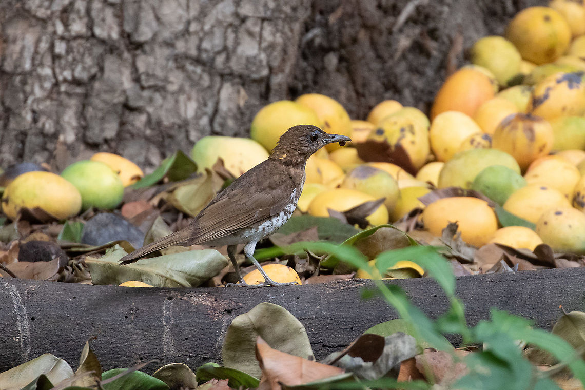 Marañón thrush (Turdus maranonicus) Balsas, Amazonas, Peru. Jan 27, 2021 Geotagged,Marañón thrush,Peru,Summer,Turdus maranonicus