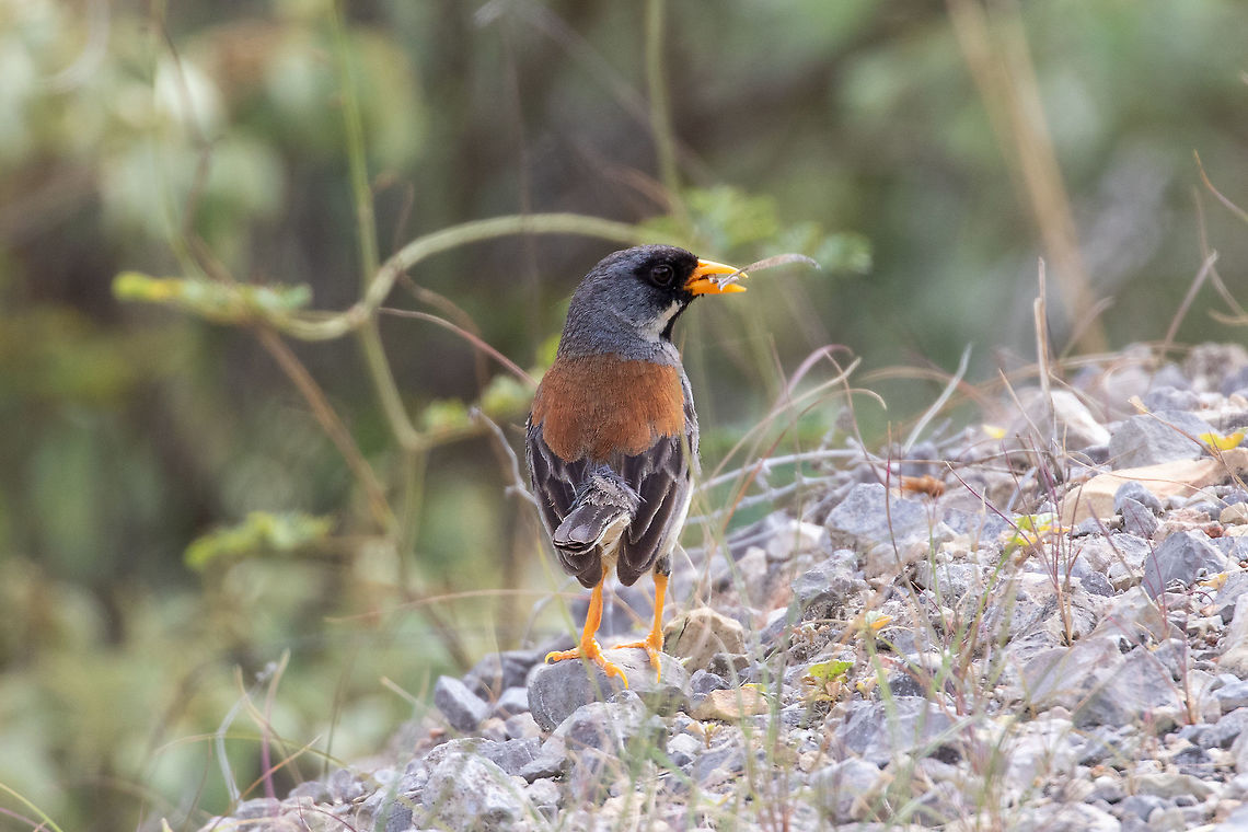 Buff-bridled Inca finch (Incaspiza laeta) Road to Celendin, Cajamarca, Peru. Jan 27, 2021 Buff-bridled Inca finch,Geotagged,Incaspiza laeta,Peru,Summer