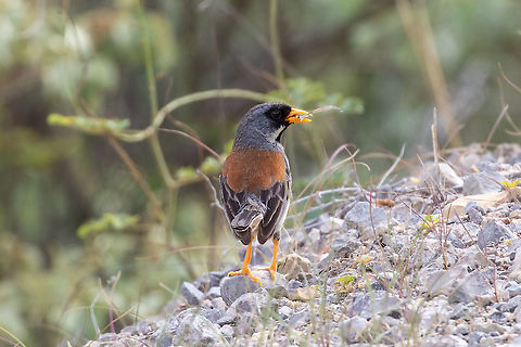 Buff-bridled Inca finch
