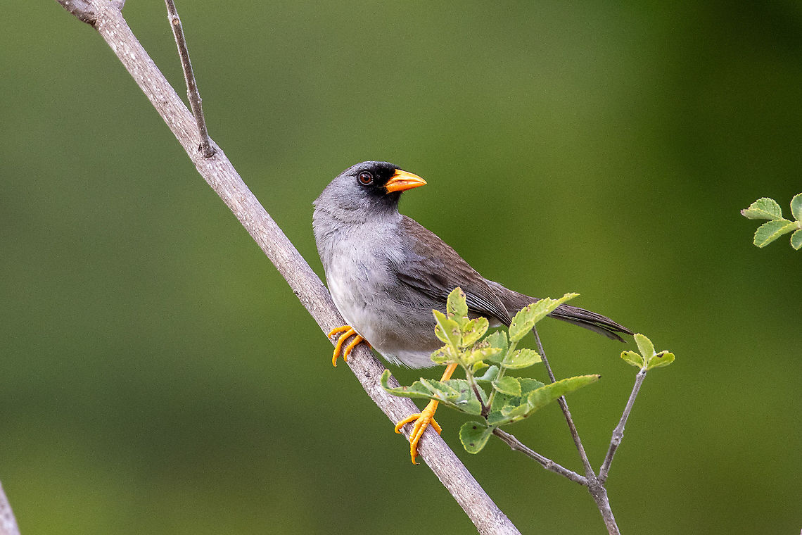 Grey-winged Inca finch (Incaspiza ortizi) Road to Celendin, Cajamarca, Peru. Jan 27, 2021 Geotagged,Grey-winged Inca finch,Incaspiza ortizi,Peru,Summer