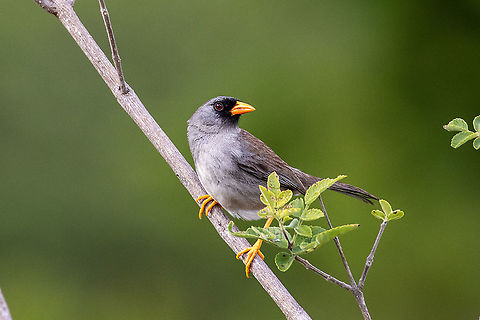 Grey-winged Inca finch