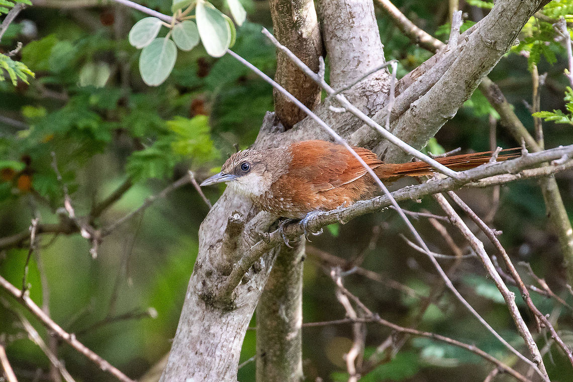 Chestnut-backed thornbird (Phacellodomus dorsalis) Road to Celendin, Cajamarca, Peru. Jan 27, 2021 Chestnut-backed thornbird,Geotagged,Peru,Phacellodomus dorsalis,Summer