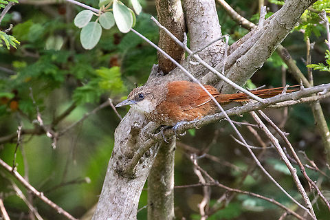 Chestnut-backed thornbird
