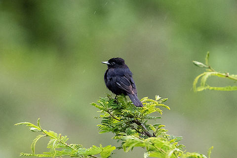 White-winged black tyrant (Knipolegus aterrimus) Road to Celendin, Cajamarca, Peru. Jan 27, 2021 Geotagged,Knipolegus aterrimus,Peru,Summer,White-winged black tyrant