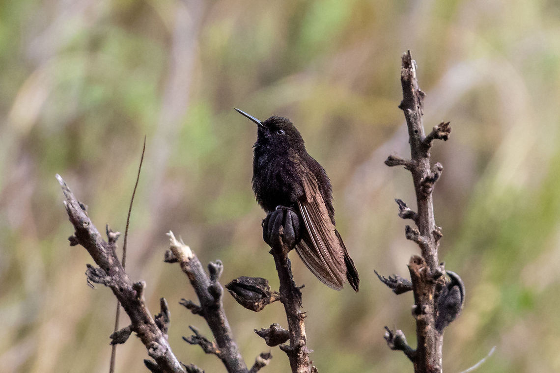 Black metaltail (Metallura phoebe) Abra Gavilan, Cajamarca, Peru. Jan 28, 2021 Black metaltail,Geotagged,Metallura phoebe,Peru,Summer