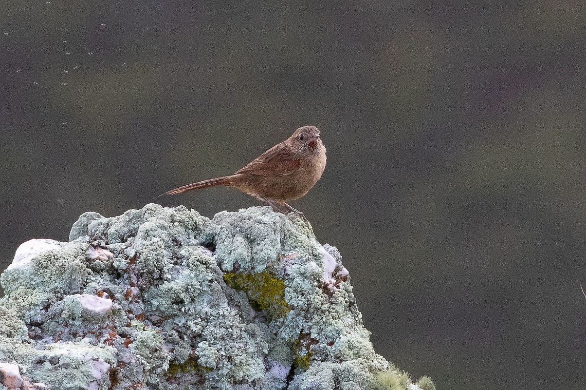 Streak-backed canastero (Asthenes wyatti) Abra Gavilan, Cajamarca, Peru. Jan 28, 2021 Asthenes wyatti,Geotagged,Peru,Streak-backed canastero,Summer