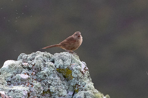 Streak-backed canastero (Asthenes wyatti) Abra Gavilan, Cajamarca, Peru. Jan 28, 2021 Asthenes wyatti,Geotagged,Peru,Streak-backed canastero,Summer