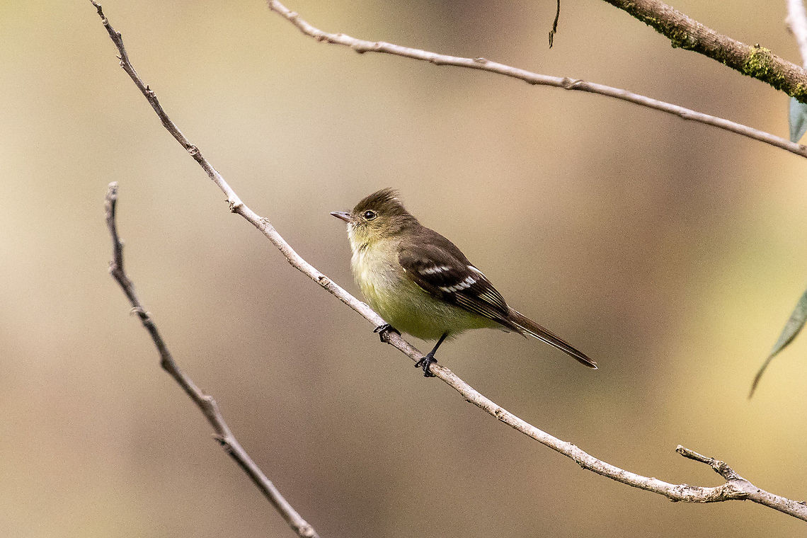 Sierran elaenia (Elaenia pallatangae) Satipo Road, Jun&iacute;n, Peru. Nov 30, 2020 Elaenia pallatangae,Sierran elaenia