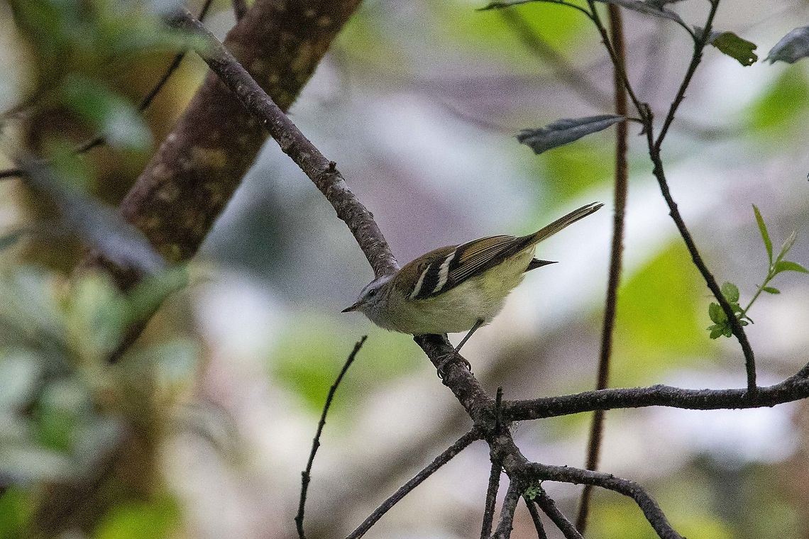 White-banded tyrannulet (Mecocerculus stictopterus) Satipo Road, Jun&iacute;n, Peru. Nov 30, 2020 Geotagged,Mecocerculus stictopterus,Peru,Spring,White-banded tyrannulet