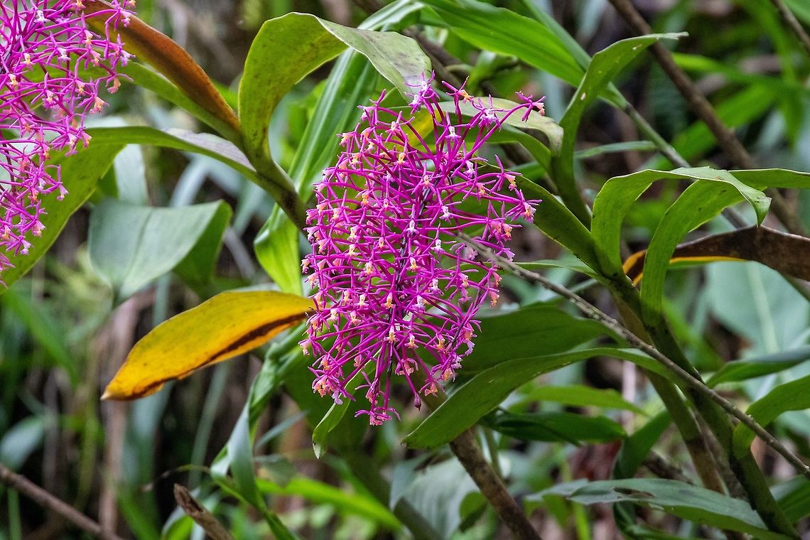 Epidendrum syringothyrsus (Orchidaceae) Satipo Road, Jun&iacute;n, Peru. Nov 27, 2020 Bouquet of Elder Epidendrum,Epidendrum syringothyrsus,Geotagged,Peru,Spring