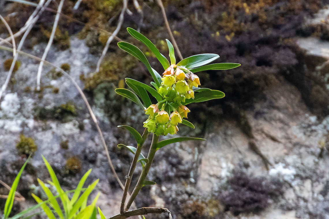 Epidendrum colombianum (Orchidaceae) Satipo Road, Jun&iacute;n, Peru. Nov 27, 2020 Epidendrum colombianum,Geotagged,Peru,Spring