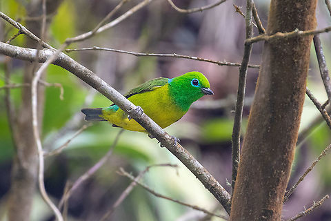 Blue-naped chlorophonia (Chlorophonia cyanea) Satipo Road, Junin, Peru. NOv 26, 2020 Blue-naped chlorophonia,Chlorophonia cyanea,Geotagged,Peru,Spring