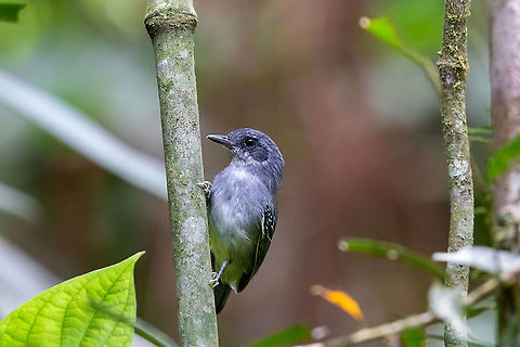 Plain antvireo (Dysithamnus mentalis) Satipo Road, Junin, Peru. Nov 26, 2020 Dysithamnus mentalis,Geotagged,Peru,Plain antvireo,Spring