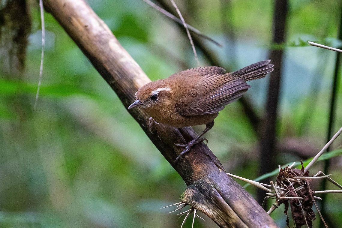 Mountain wren (Troglodytes solstitialis) PNYC San Alberto, Pasco, Peru. Nov 11, 2020 Geotagged,Mountain wren,Peru,Spring,Troglodytes solstitialis
