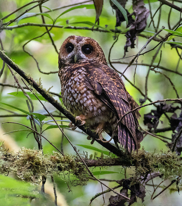 Rufous-banded Owl (Ciccaba albitarsis) PNYC San Alberto, Pasco, Peru. Nov 11, 2020 Geotagged,Peru,Rufous-banded owl,Spring,Strix albitarsis