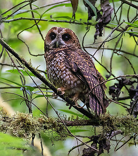 Rufous-banded Owl (Ciccaba albitarsis) PNYC San Alberto, Pasco, Peru. Nov 11, 2020 Geotagged,Peru,Rufous-banded owl,Spring,Strix albitarsis
