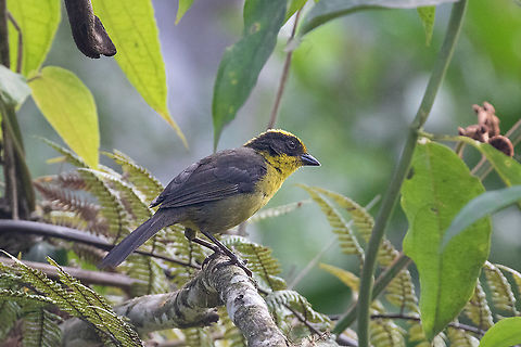 Tricolored brush finch