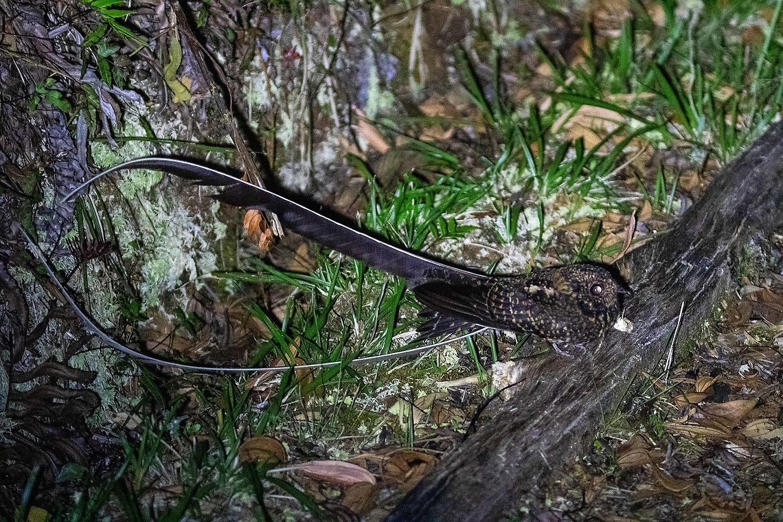 Swallow-tailed Nightjar (Uropsalis segmentata) Ulcumano Ecolodge, Pasco, Peru. 8 Nov, 2020 Geotagged,Peru,Spring,Swallow-tailed nightjar,Uropsalis segmentata